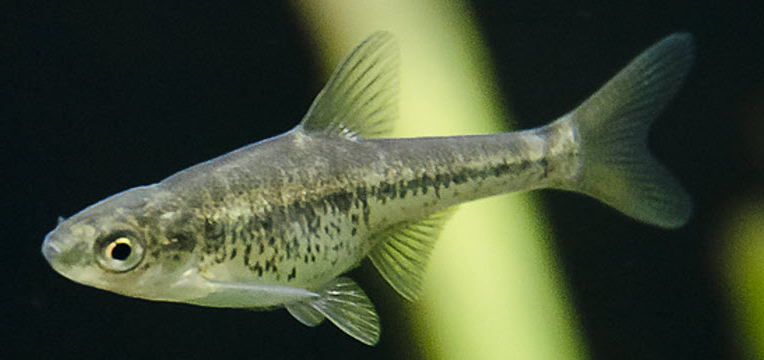 Anaecypris hispanica_09.jpg